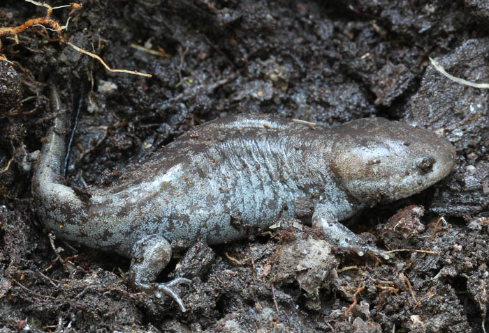 Mole Salamander